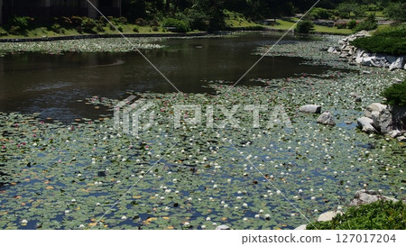 Lily pond at Uonomisaki 127017204