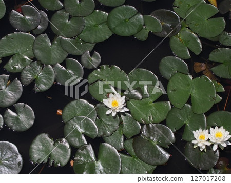 魚岬的荷花池 魚岬的荷花池 127017208