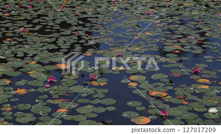 魚岬的荷花池 127017209