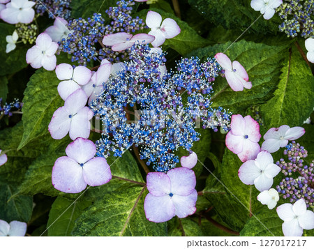 片原溫泉繡球花村的風景 片原溫泉繡球花村的風景 127017217
