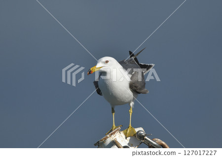 Female cat 127017227