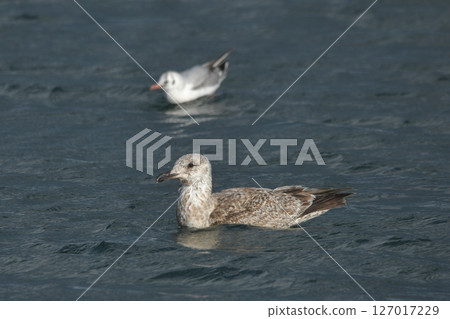 Female cat Female cat 127017229