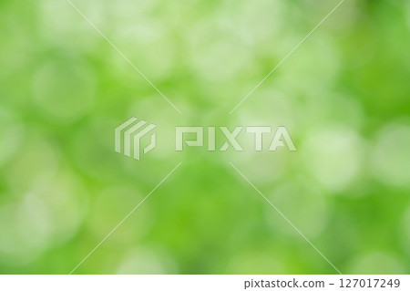 Botanical image with bright bokeh (stock photo) 127017249