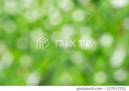 具有明亮散景的植物影像（庫存照片） 127017252