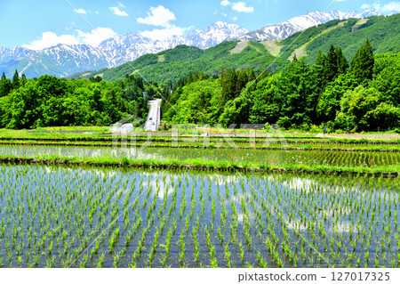 Tsugaike Panorama Bridge / View of Mt. Kashima-Yari, Mt. Goryu, and the Happo-one area (Otari Village, Nagano Prefecture) [2025.6] 127017325