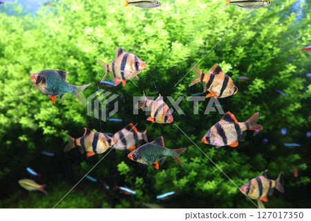 優雅地游泳魚 優雅地游泳魚 127017350