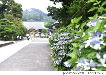 Hydrangea Kenchoji Temple 127017517