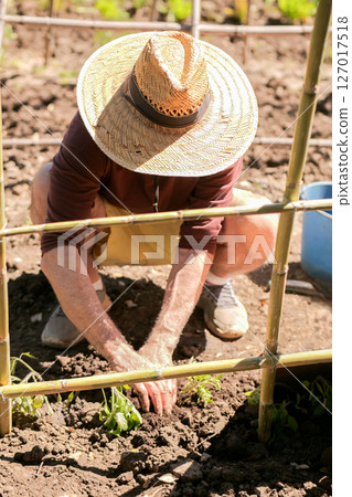 Gardener Tending Plants in Sunny Garden 127017518