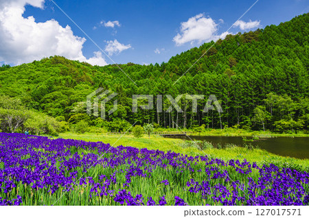 Iris Park Pond Kisoji 127017571