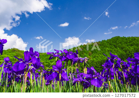 初夏盛開的日本鳶尾花 127017572