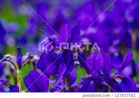 Iris blooming in early summer Iris blooming in early summer 127017581