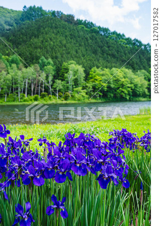 Iris Park Pond Kisoji 127017582
