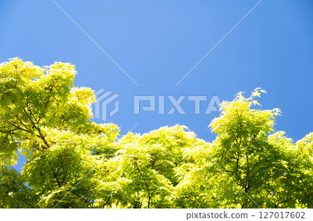 新鮮的綠色秋葉 127017602