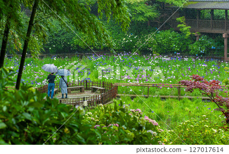 Matsudo City: Hondo-ji Temple and irises in the rainy season 127017614