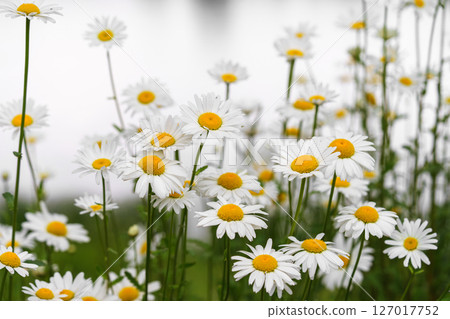 Blooming white daisies, chamomile in meadow with soft light and spring atmosphere. Floral background Blooming white daisies, chamomile in meadow with soft light and spring atmosphere. Floral background 127017752