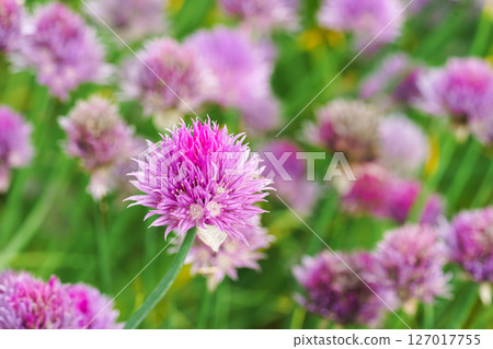 Blooming chive, allium schoenoprasum in summer garden, close up view of vibrant purple flower macro 127017755