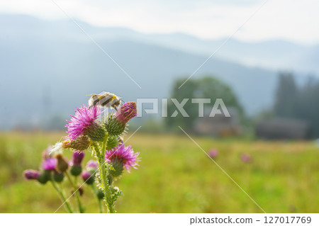 Bumblebee on blooming thistle in mountain meadow, soft morning light and scenic blurred background 127017769