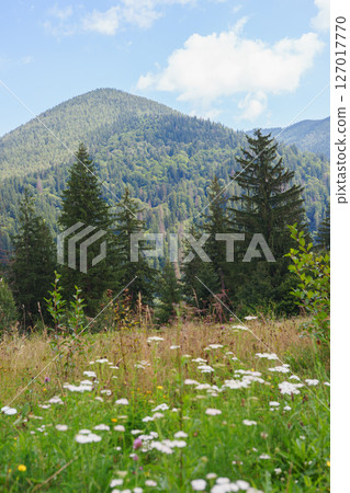Summer mountain landscape with green forest, wildflowers, and blue sky with scattered white clouds 127017770