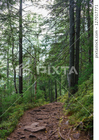 Forest trail with exposed roots winding through dense green trees in a natural untouched wilderness 127017771