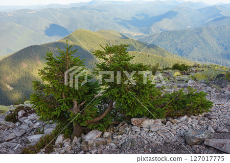 Stunted pine trees growing on stony mountain slope on Ukrainian Carpathians background 127017775