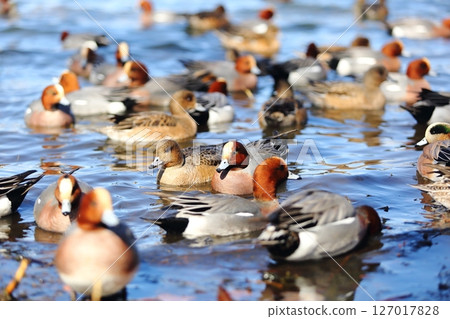 Flock of ducks 127017828