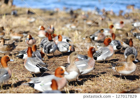 Flock of ducks 127017829