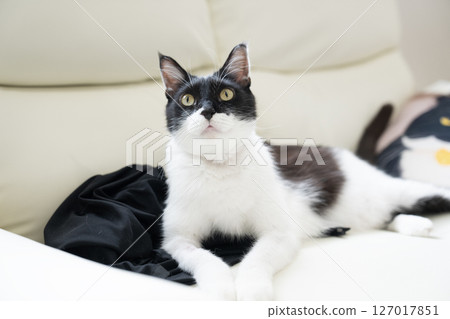 Chiyo the cat on a white sofa 127017851