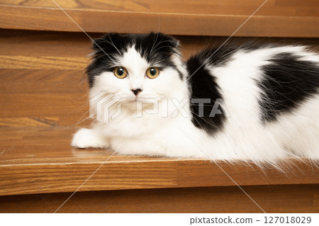 Scottish Fold lying down on the stairs 127018029