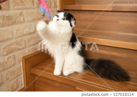 Scottish Fold playing with a cat toy 127018114