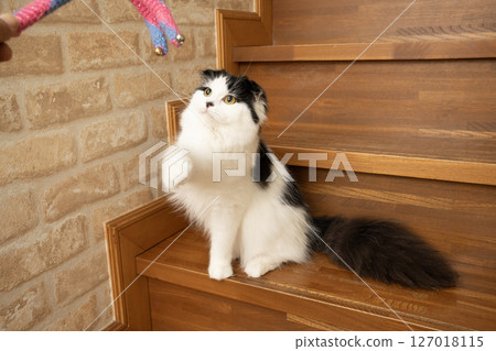 Scottish Fold playing with a cat toy 127018115