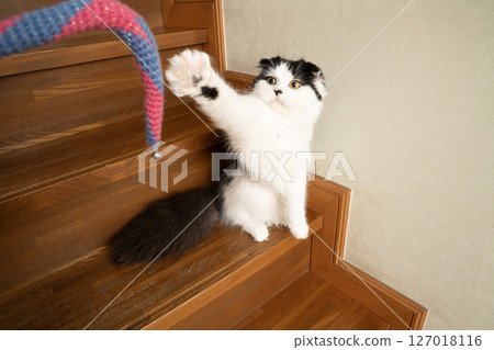 Scottish Fold playing with a cat toy Scottish Fold playing with a cat toy 127018116