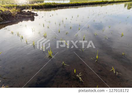 Yukiwakamaru seedlings immediately after planting Yukiwakamaru seedlings immediately after planting 127018172