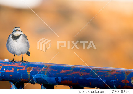 一隻白鶺鴒棲息在籬笆上 — 複製空間 127018294