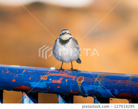 A white wagtail perched on a fence 127018295