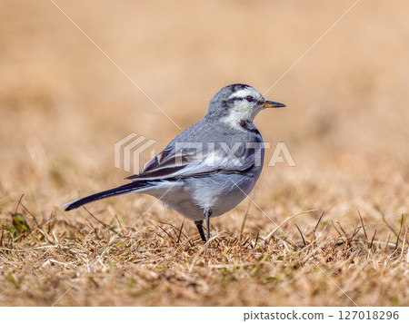 Waxing walk on the ground 127018296