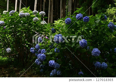 藍色繡球花 127018303