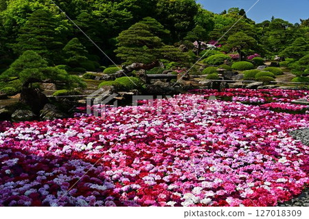 30,000 Peonies in the Pond at Yushien Garden 127018309