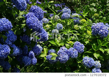 藍色繡球花 127018372