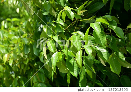 Quercus glauca (Fagaceae, Quercus spp.) Evergreen broad-leaved tree 127018393