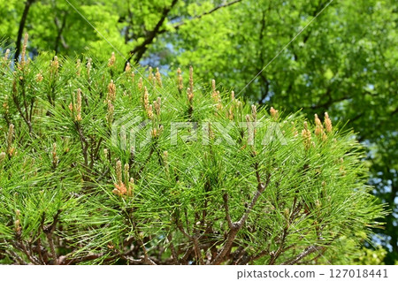 Tagyosho(赤松栽培品種) Tagyosho(赤松栽培品種) 127018441