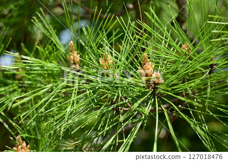 Tagyosho (Akamatsu cultivar) 127018476