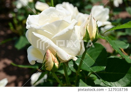 White Christmas Rose Garden White Christmas Rose Garden 127018736