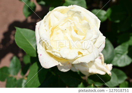 White Christmas Rose Garden White Christmas Rose Garden 127018751