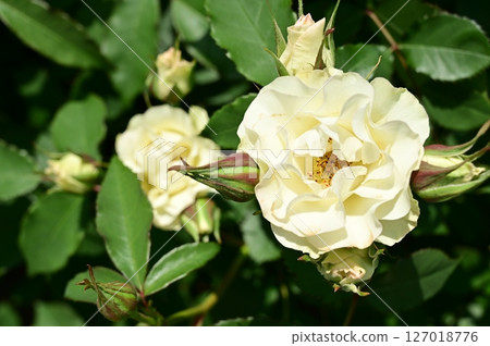 White RosesSunshine and Rose Garden White RosesSunshine and Rose Garden 127018776