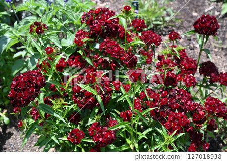 Perennial Dianthus sortii Perennial Dianthus sortii 127018938