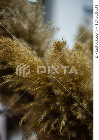 Dried water grass in the bouquet 127019031