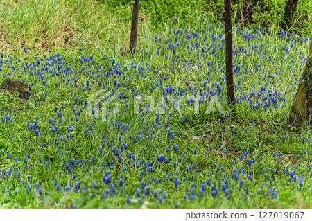 Bright blue wild grape hyacinth flowers in the spring wood Bright blue wild grape hyacinth flowers in the spring wood 127019067