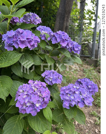 紫色繡球花 127019243