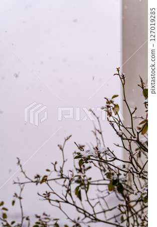 Rose bush in the garden under the snow Rose bush in the garden under the snow 127019285