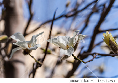 Blooming white magnolia tree in the spring park Blooming white magnolia tree in the spring park 127019293